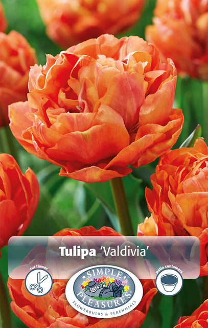 Tulip Valdivia 5/pk