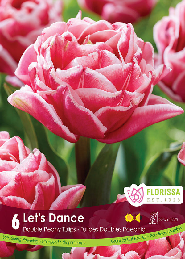 Tulip Let's Dance 6/pk