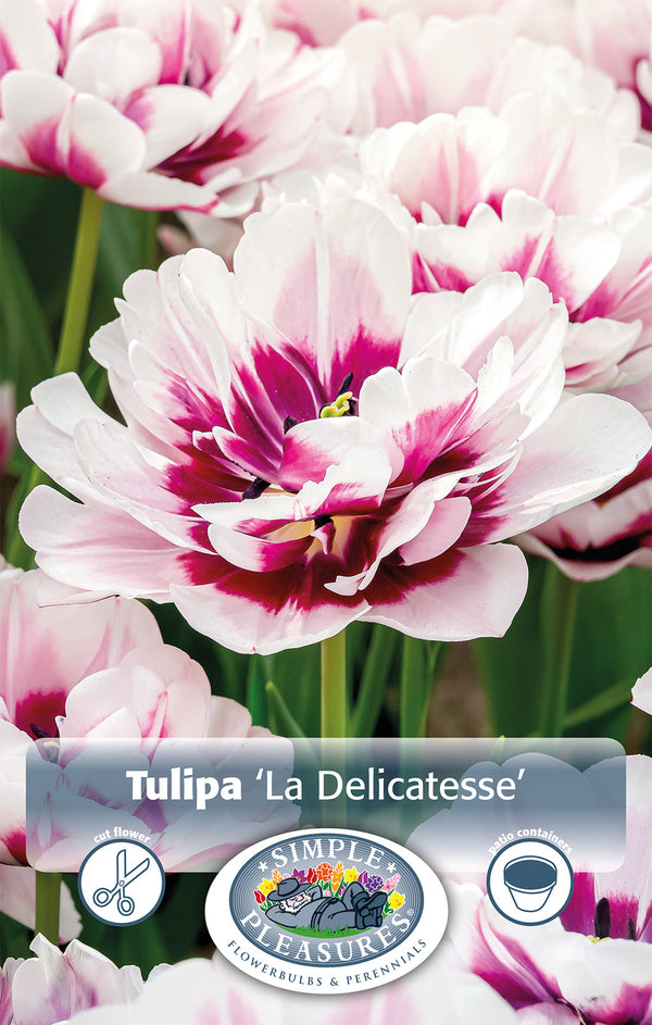 Tulip La Delicatesse 5/pk