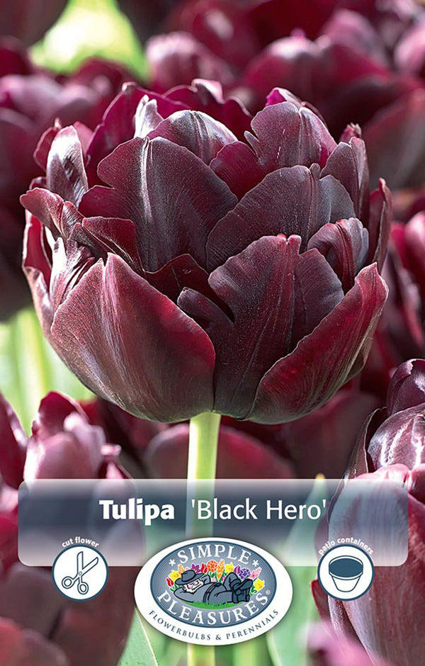 Tulip Black Hero 5/pk