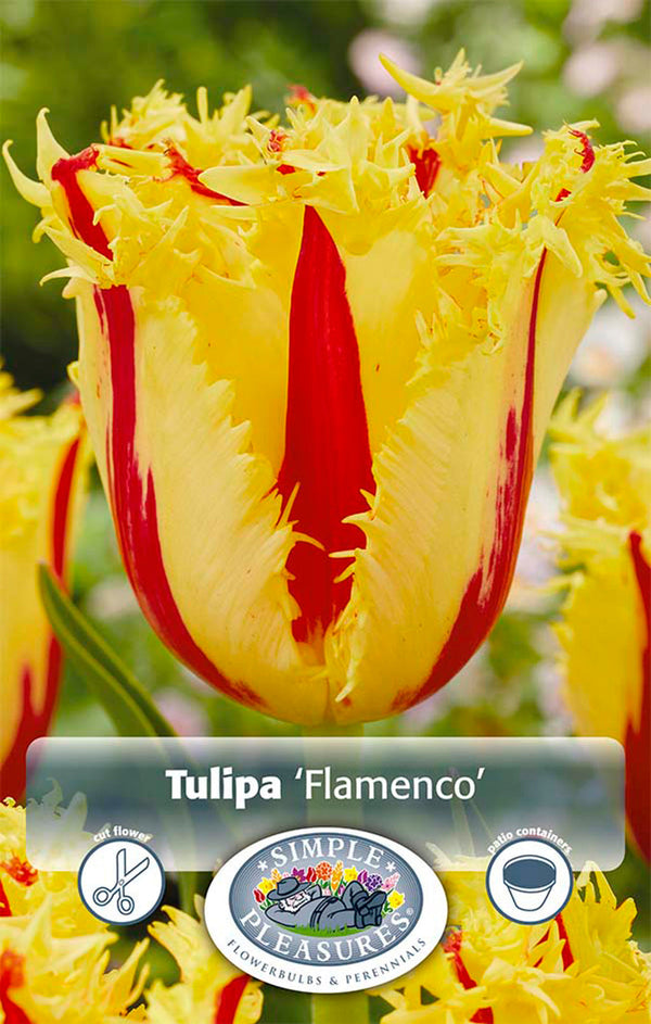 Tulip Flamenco 5/pk