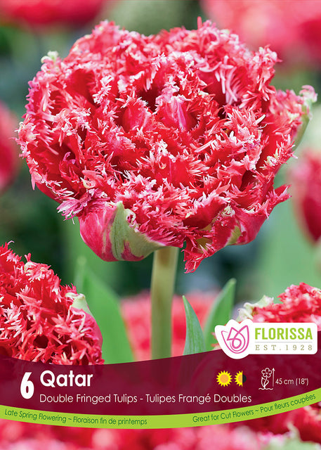 Tulip Qatar 6/pk