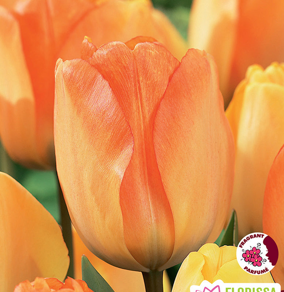 Pre-order Fall Bulbs