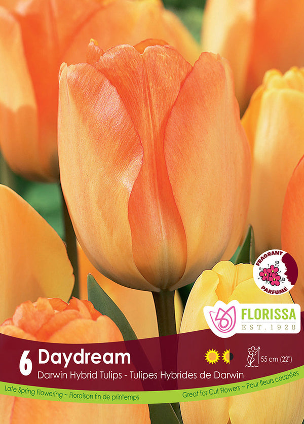 Tulip Daydream 6/pk