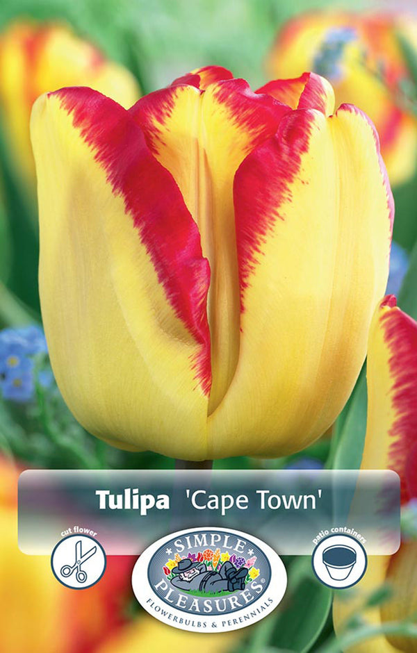 Tulip Cape Town 5/pk