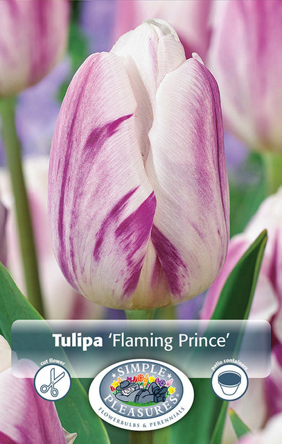 Tulip Flaming Prince 5/pk