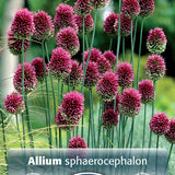 Allium Drumstick  30/pk
