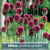 Allium Drumstick  30/pk