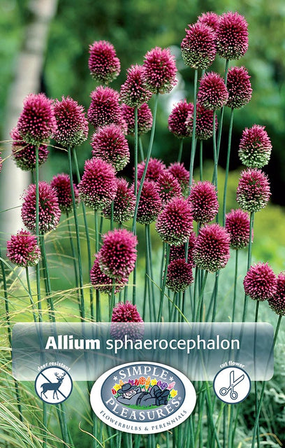 Allium Drumstick  30/pk