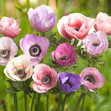 Anemone Carmel Pastel Mix 5/pk
