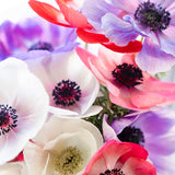 Anemone Carmel Pastel Mix 5/pk