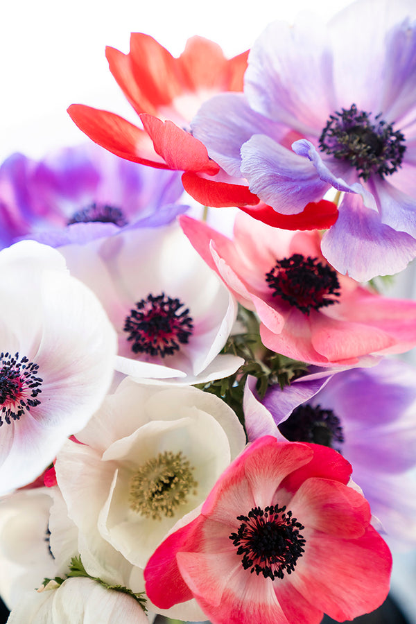 Anemone Carmel Pastel Mix 5/pk
