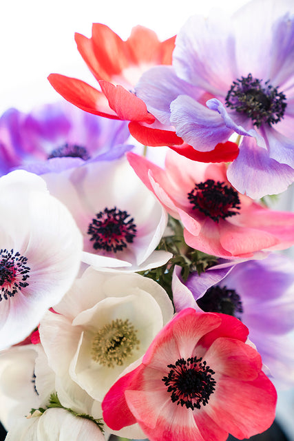 Anemone Carmel Pastel Mix 5/pk
