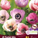 Anemone Carmel Pastel Mix 5/pk