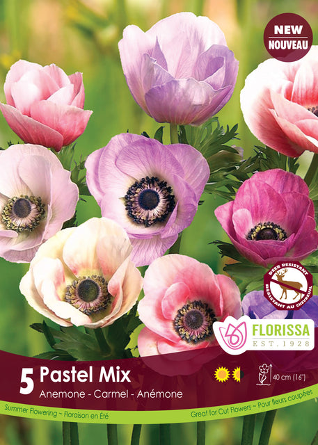 Anemone Carmel Pastel Mix 5/pk