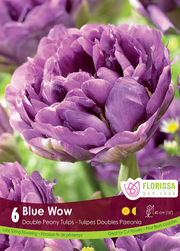 Tulip Blue Wow 6/pk