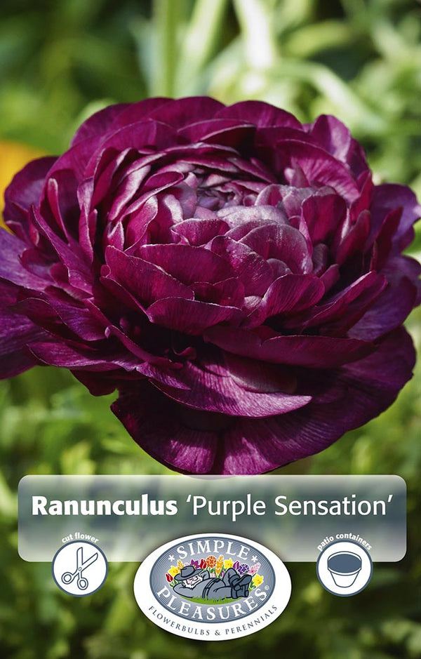 Ranunculus Purple Sensation 10/pk