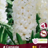 Hyacinth Carnegia 4/pk