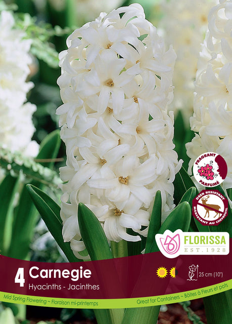 Hyacinth Carnegia 4/pk