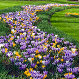 Crocus Botanical Mix 20/pk