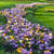Crocus Botanical Mix 20/pk
