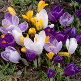 Crocus Botanical Mix 20/pk