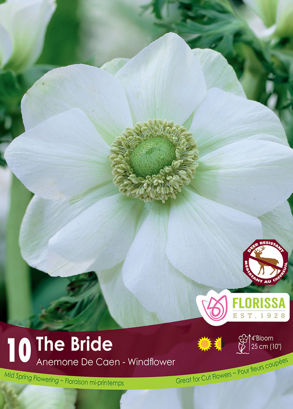 Anemone de Caen - The Bride 10/pk