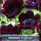 Anemone Bordeaux 10/pk