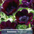 Anemone Bordeaux 10/pk