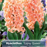 Hyacinth Gypsy Queen 4/pk