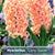 Hyacinth Gypsy Queen 4/pk
