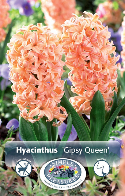 Hyacinth Gypsy Queen 4/pk