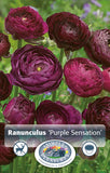Ranunculus Purple Sensation 10pk