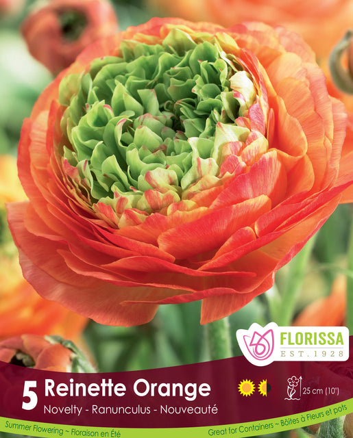 Ranunculus Reinette Orange 5pk