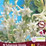 Tuberose Double the Pearl 2pk