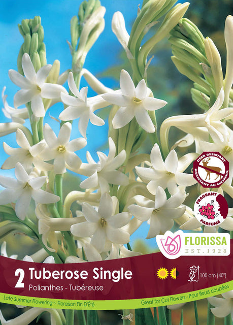 Tuberose Double the Pearl 2pk