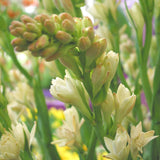 Tuberose Double the Pearl 2pk