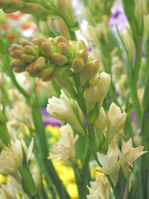 Tuberose Double the Pearl 2pk