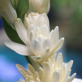 Tuberose Double the Pearl 2pk