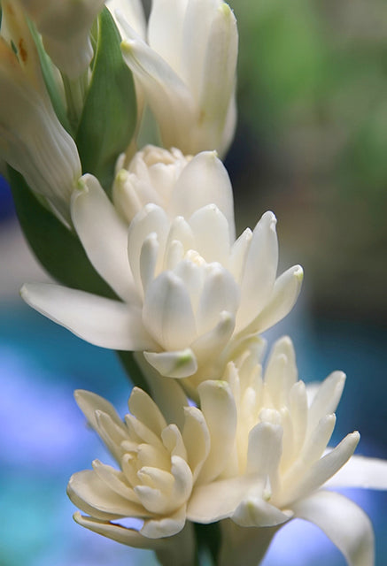 Tuberose Double the Pearl 2pk