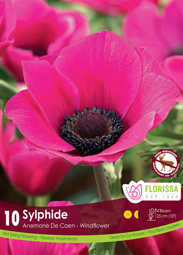 Anemone de Caen - Sylphide 10/pk