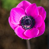 Anemone de Caen Sylphide 10pk