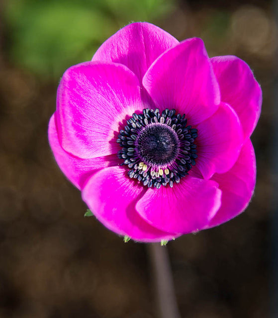 Anemone de Caen Sylphide 10pk