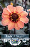 Dahlia First Love 1pk