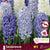 Hyacinth Seabreeze 8/pk