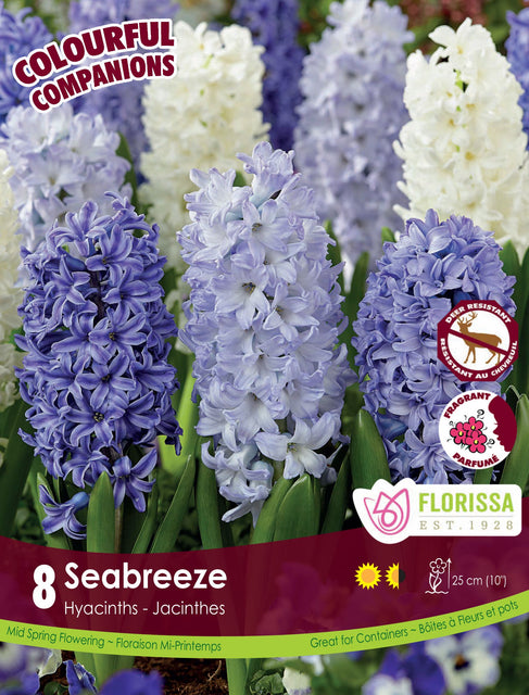 Hyacinth Seabreeze 8/pk