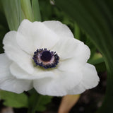 Anemone Carmel White 5/pk
