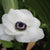 Anemone Carmel White 5/pk
