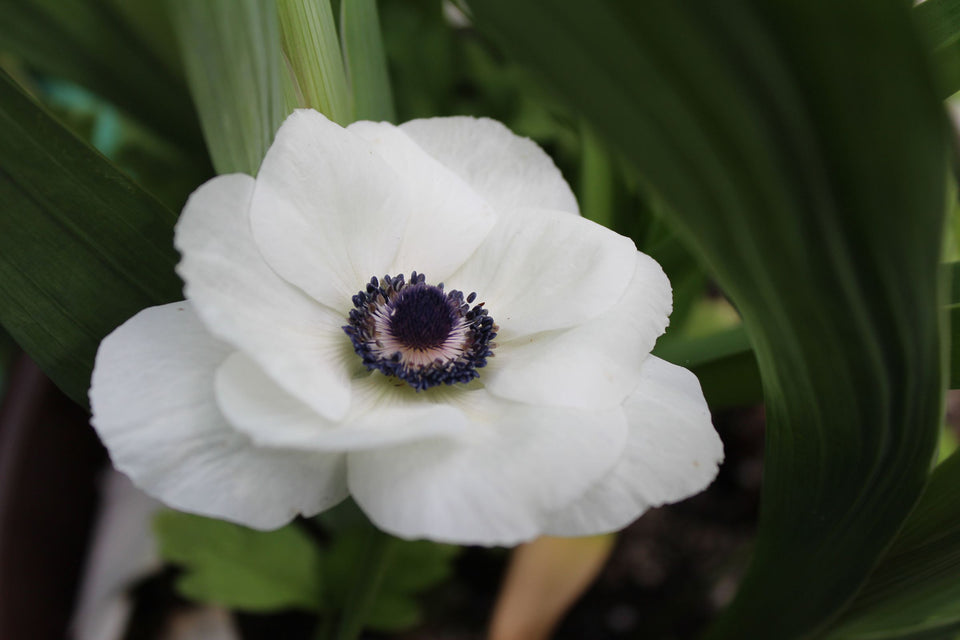Anemone Carmel White 5/pk