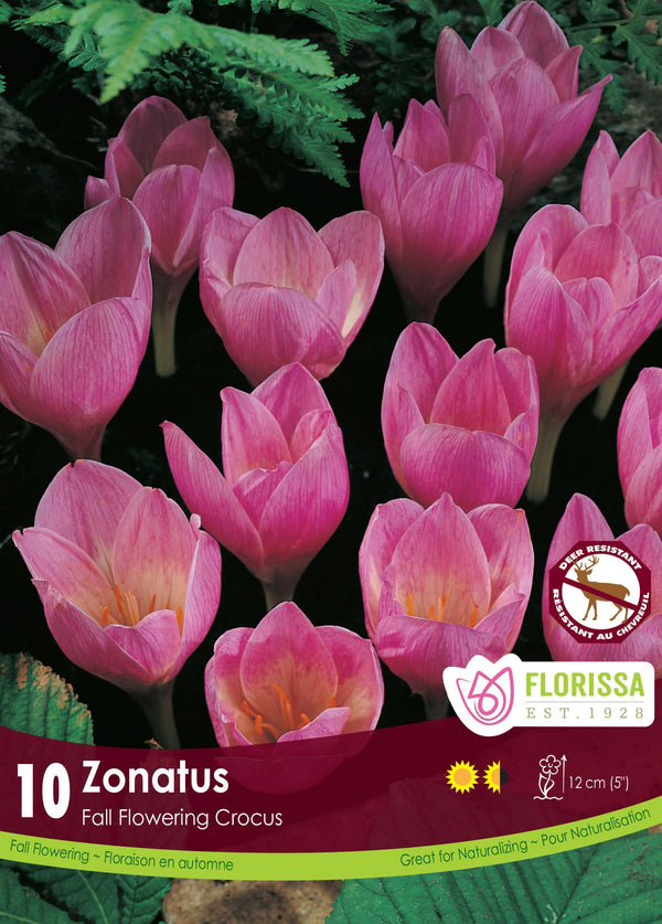 Crocus Zonatus 10/pk